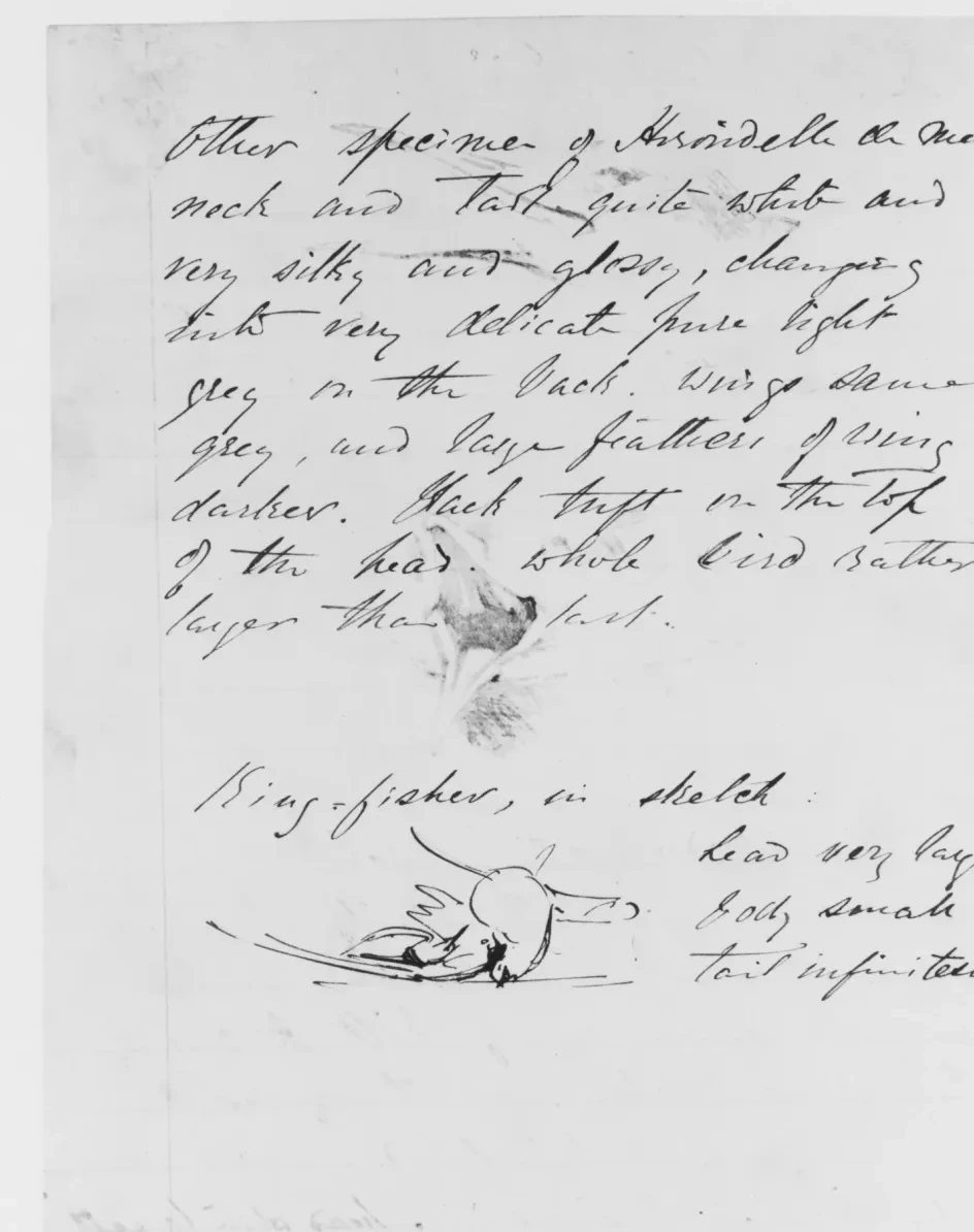 Seagull, Kingfisher, John Singer Sargent
