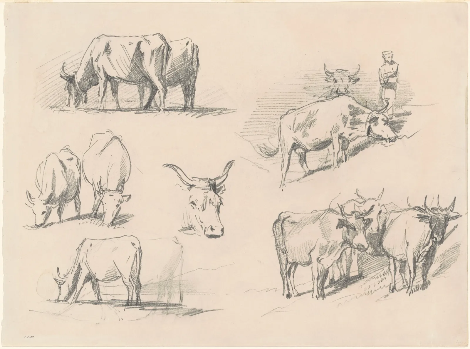Studies of Cattle, John Singer Sargent