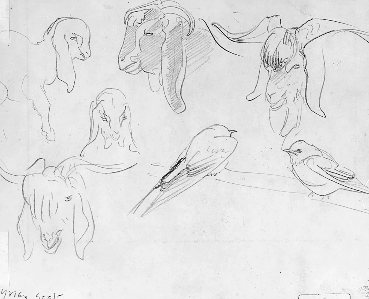 Chèvres et oiseau de Syrie, John Singer Sargent