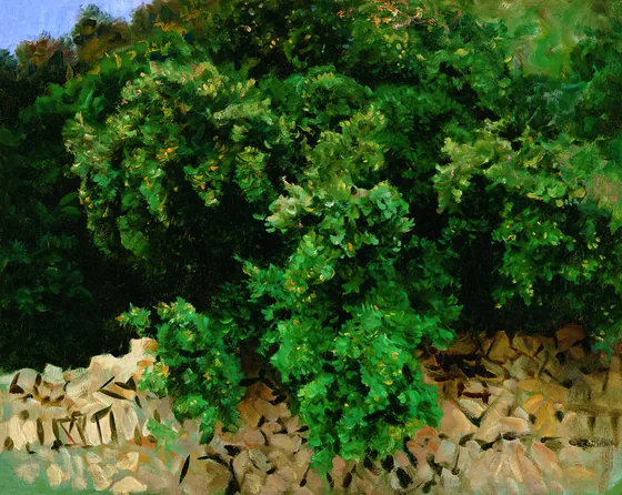 Ilex Wood. Majorca