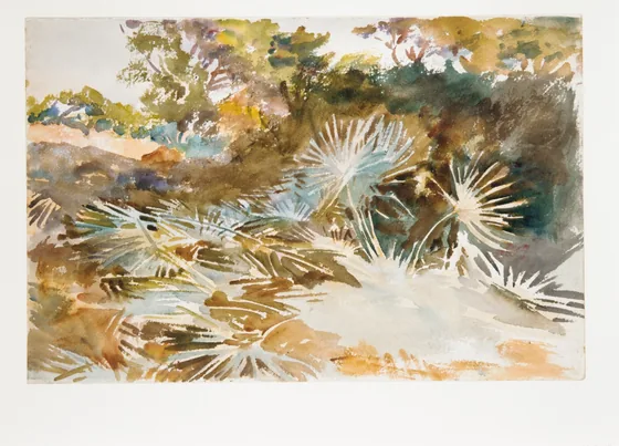 Landscape with Palmettos
