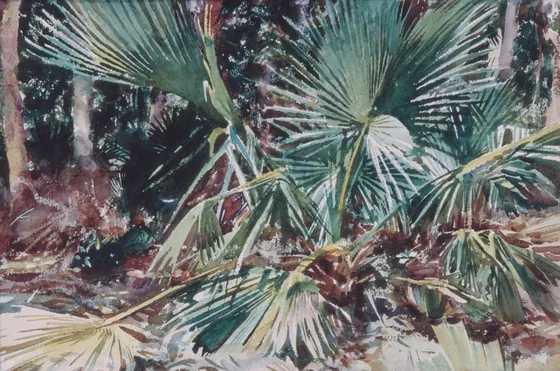 Palmettos