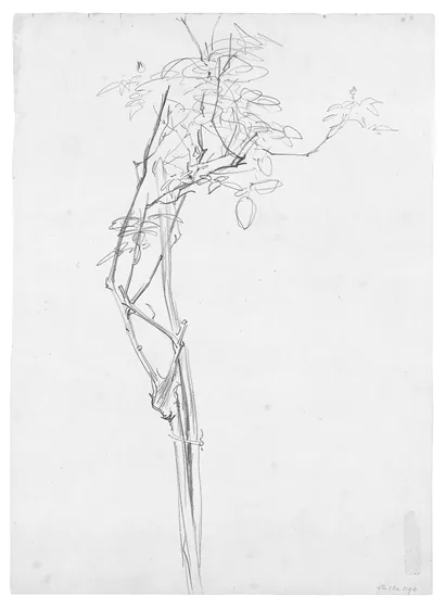 Rose Branch, Study for "Carnation, Lily, Lily, Rose"