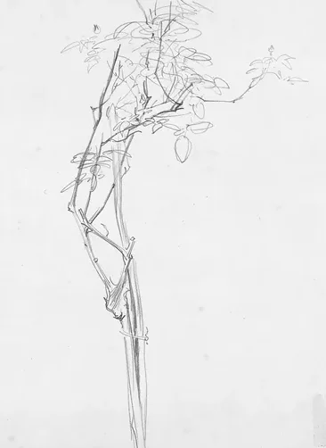 Rose Branch, Study for "Carnation, Lily, Lily, Rose"