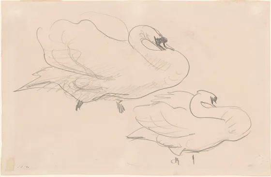Studies of a Swan