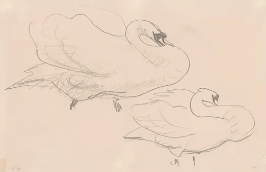 Studies of a Swan