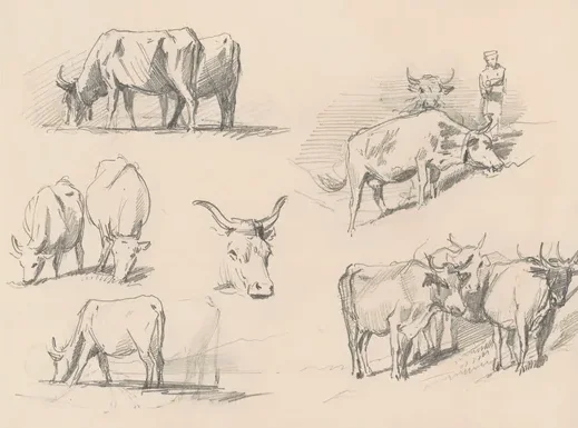 Studies of Cattle