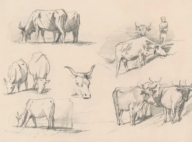 Études de bétail