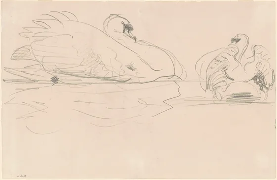 Swans in the Water