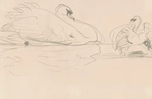 Swans in the Water