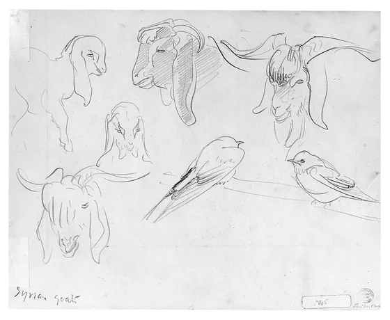 Syrian Goats and Bird