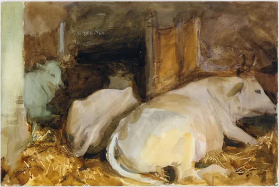 Three Oxen