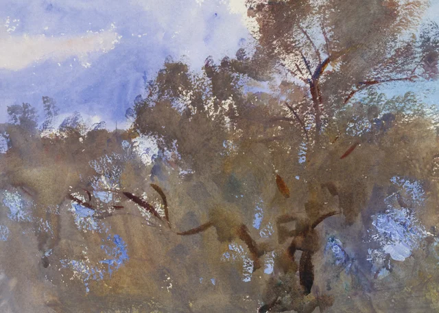 Cimes d'arbres sur le ciel