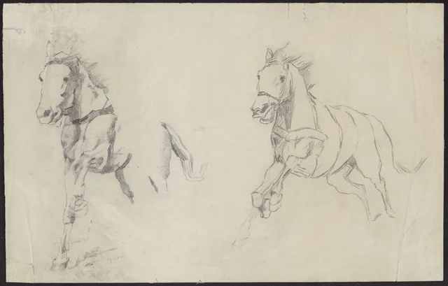Estudo de cavalo a galope