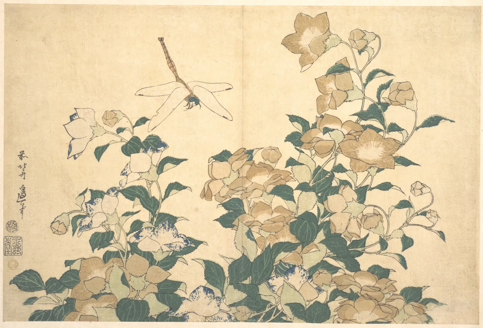 Dragonfly and Bellflower, Katsushika Hokusai