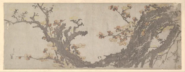 梅の古木