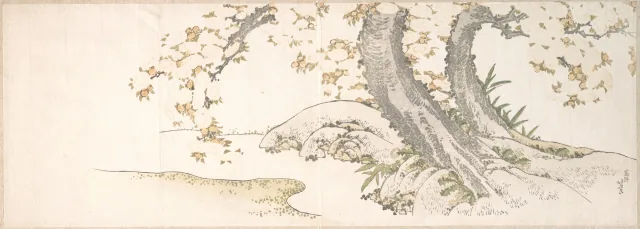 小川のほとりの桜