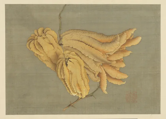 Buddha’s Hand Citron (Busshukan)