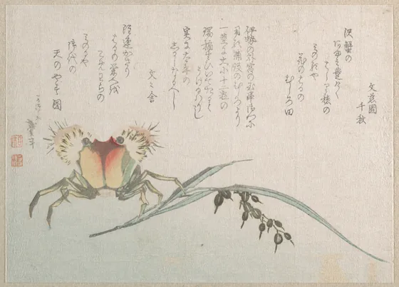 Crab and Rice Plant