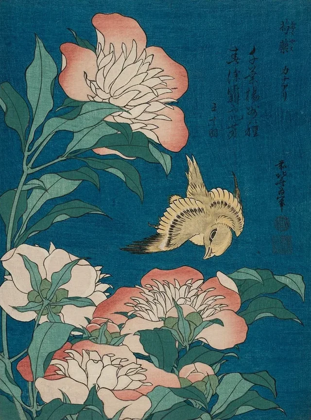 芍薬 カナアリ