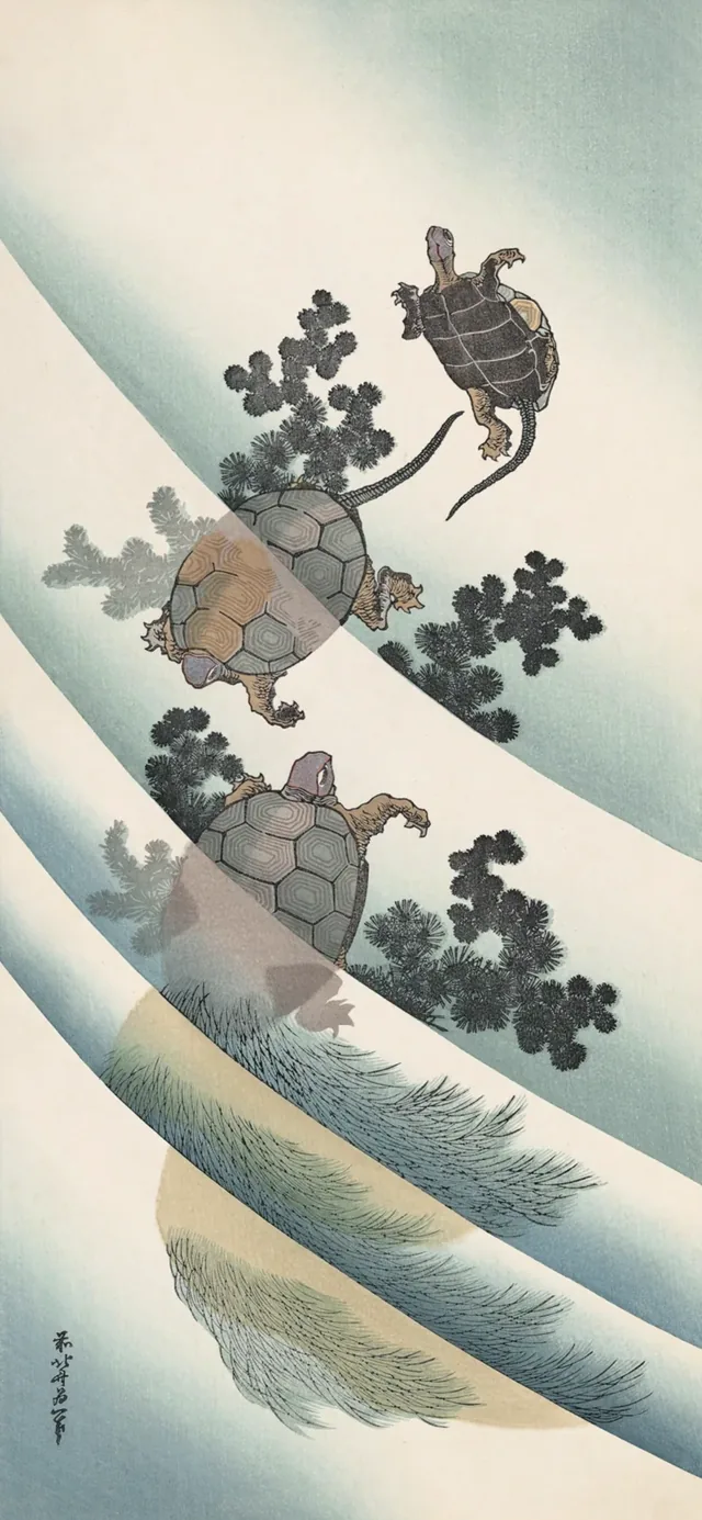 Tortugas nadando