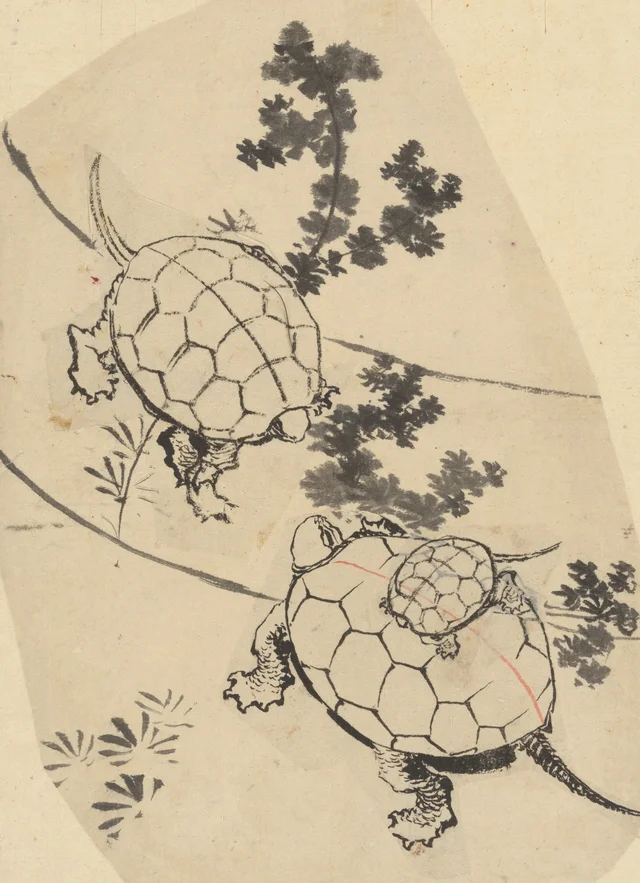 Tortugas