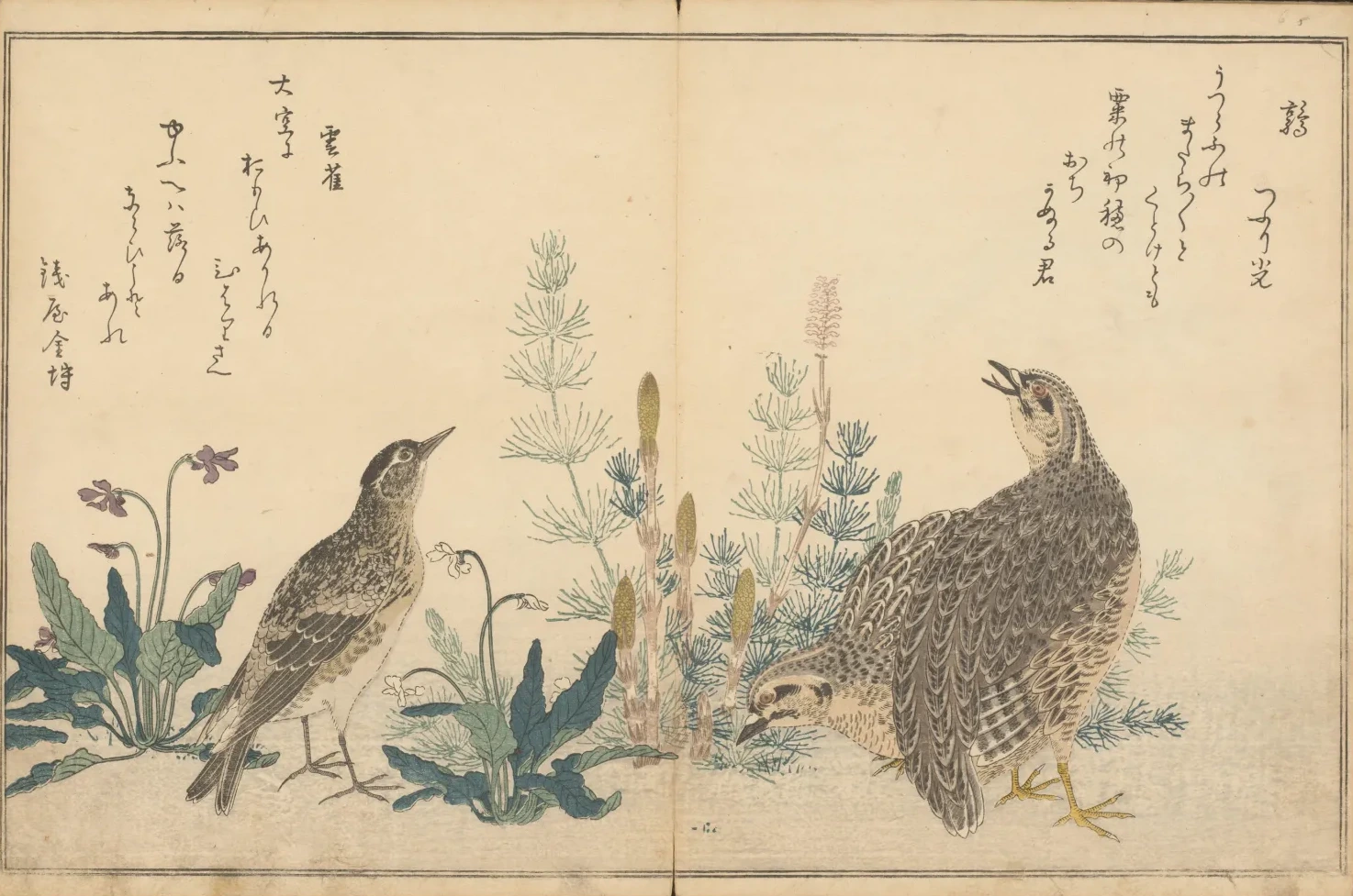 Quail and skylark, Kitagawa Utamaro