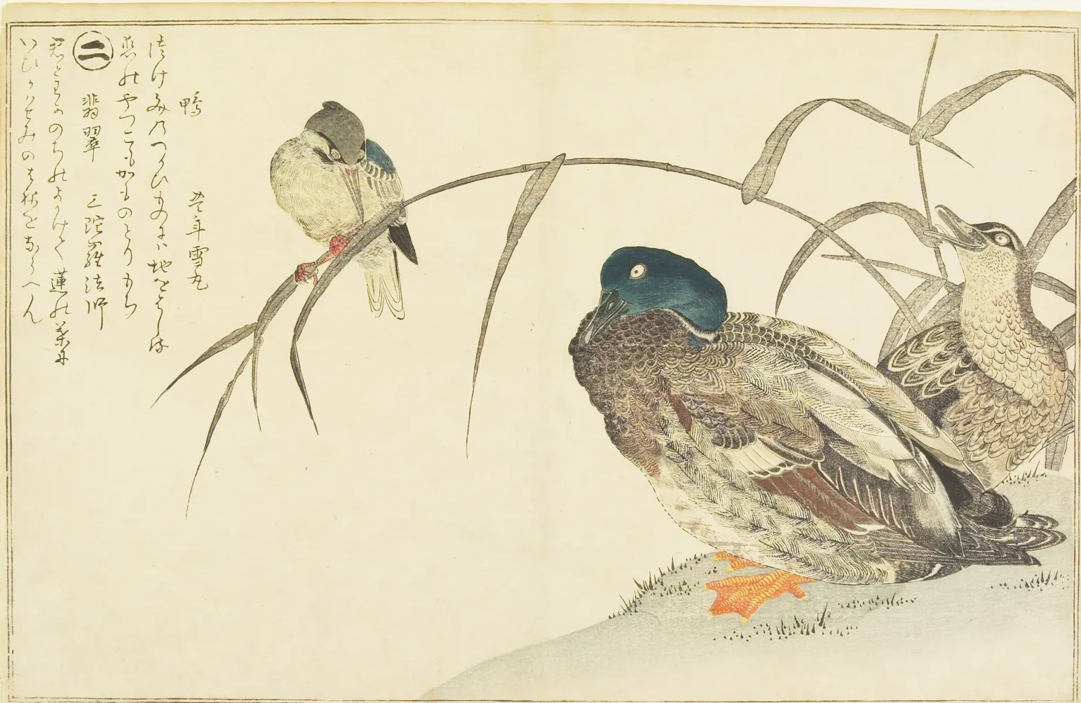 Patos-reais e martim-pescador, Kitagawa Utamaro