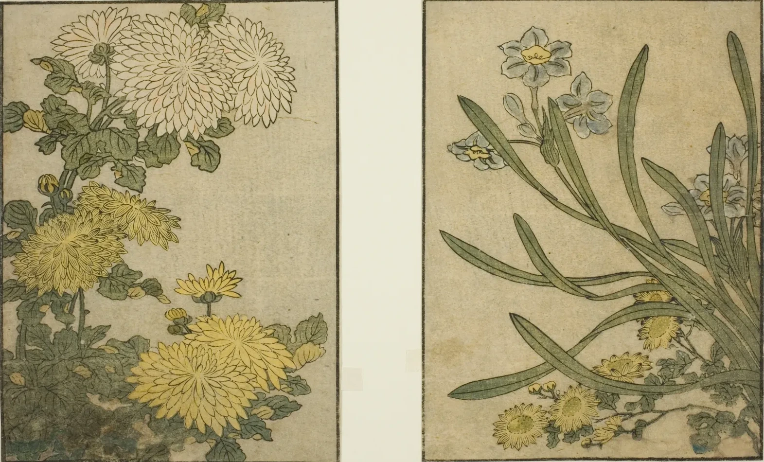 Crisântemos e narcisos, do livro ilustrado Livro de imagens das flores das quatro estações, vol. 2, Kitagawa Utamaro
