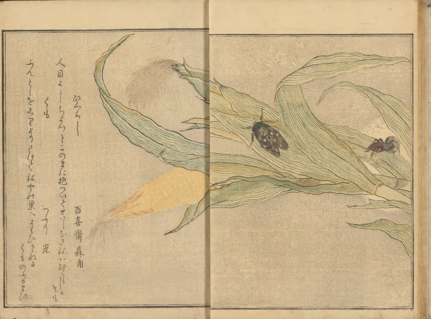 Cicada and spider on corn, Kitagawa Utamaro