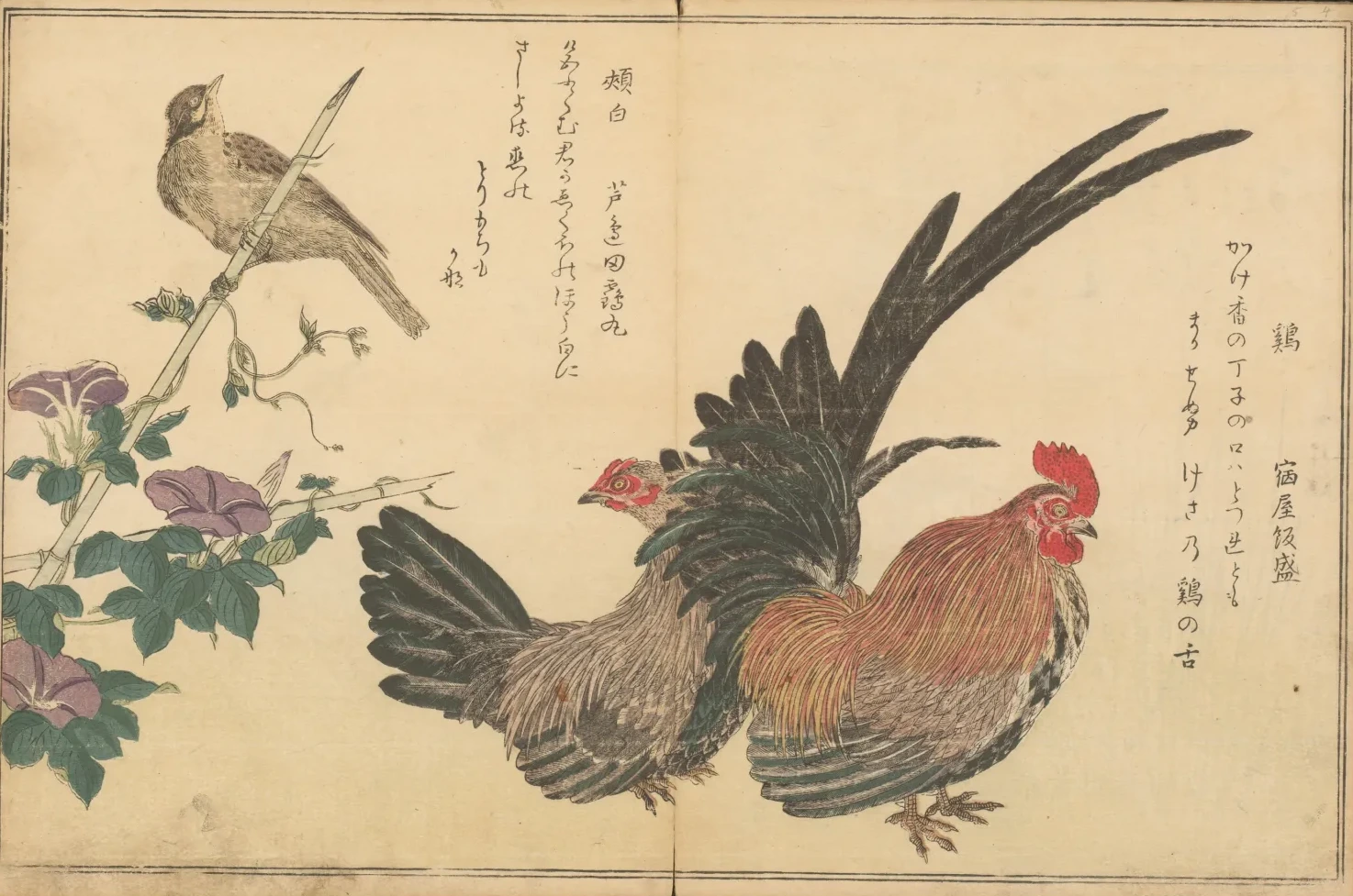 朝顔に鶏と頬白, 喜多川歌麿
