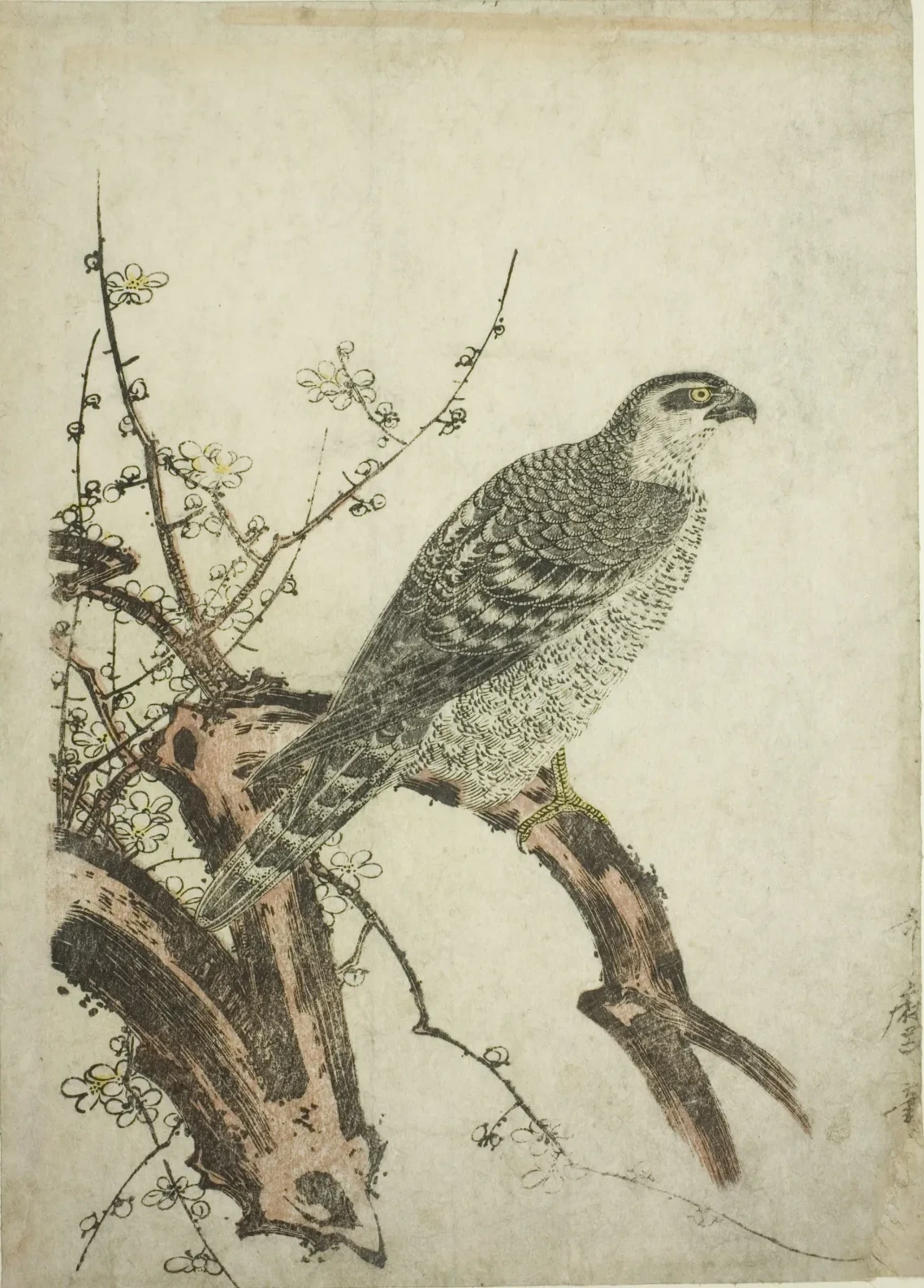 Hawk on a Plum Branch, Kitagawa Utamaro