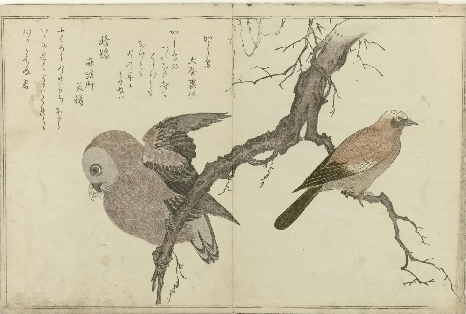 Jay and owl, Kitagawa Utamaro