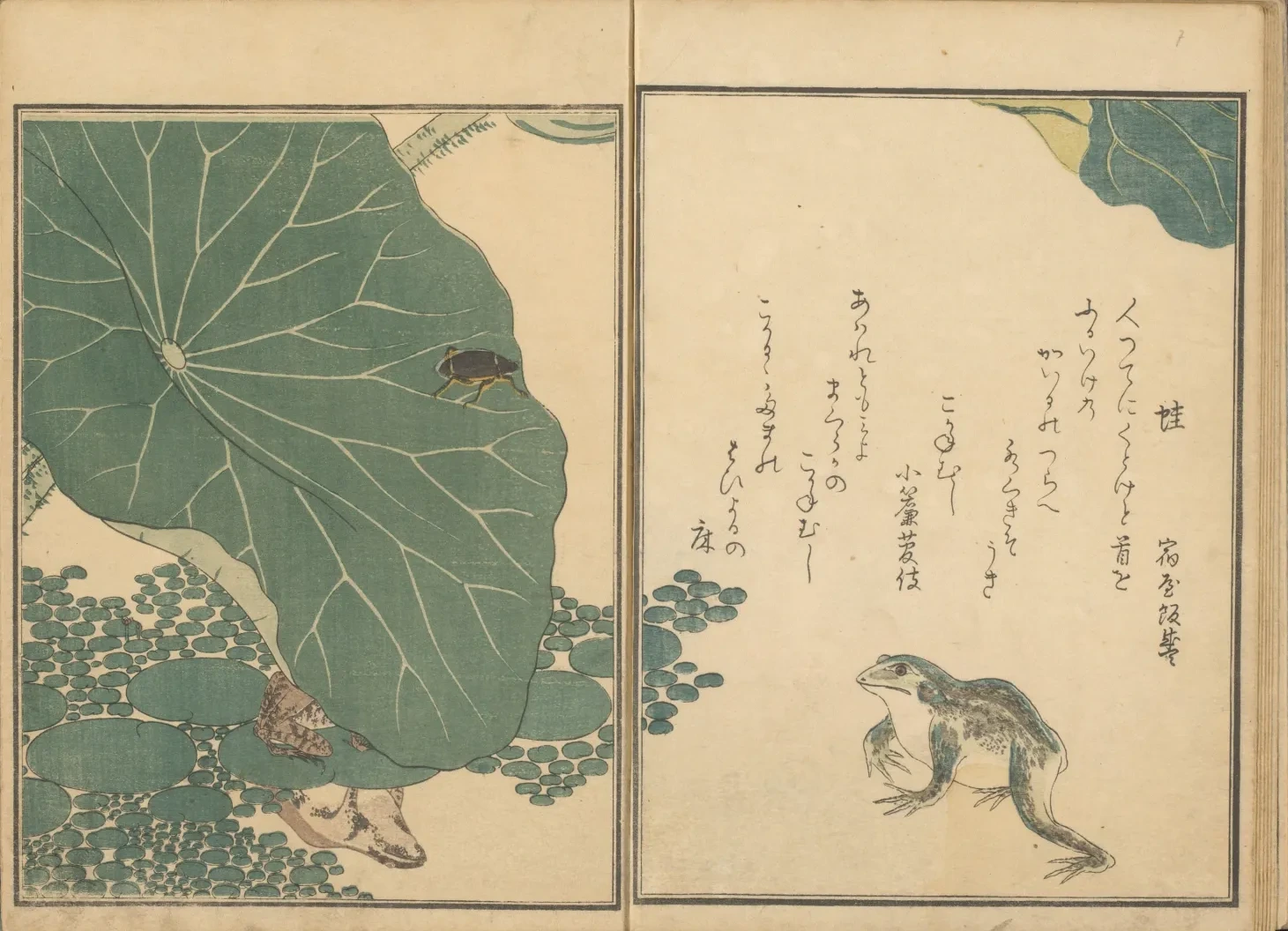 Rãs e besouro-dourado perto de um lótus, do livro ilustrado O livro dos insetos, Kitagawa Utamaro