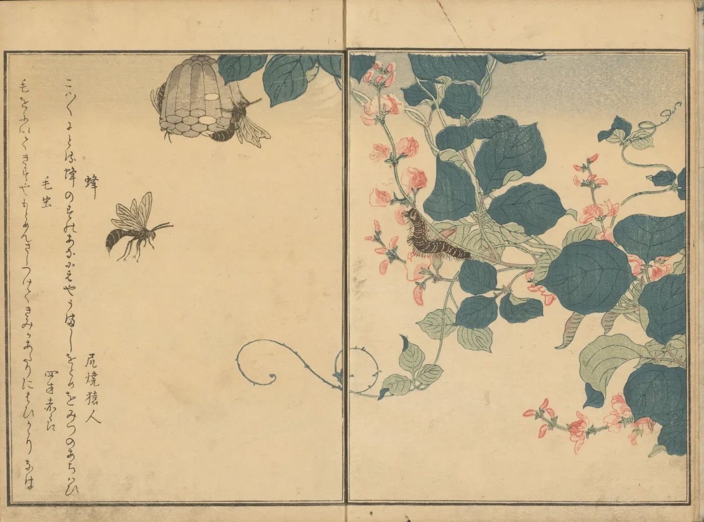 Vespas e lagarta peluda numa araruta em flor, do livro ilustrado O Livro dos insetos, Kitagawa Utamaro