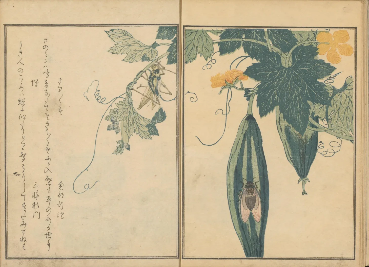 Sauterelle et cigale sur une courge, du livre illustré Le Livre des insectes, Kitagawa Utamaro