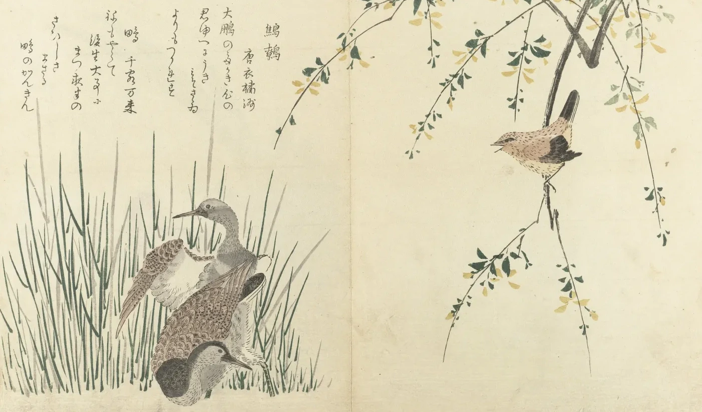 Chochín y dos agachadizas, del libro ilustrado de los pájaros, Kitagawa Utamaro