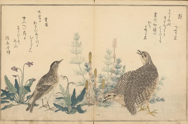 Quail and skylark