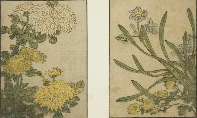 Chrysanthemum and Narcissus, from the illustrated book "Picture Book: Flowers of the Four Seasons (Ehon shiki no hana)," vol. 2, Kitagawa Utamaro