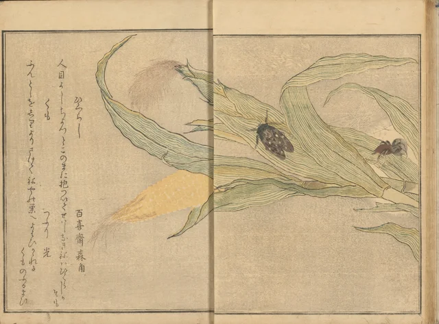 Cigale et araignée sur un plant de maïs, du livre illustré Le Livre des insectes