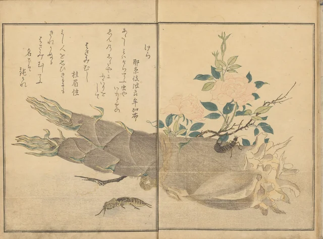 Courtilière et perce-oreille sur une pousse de bambou, du livre illustré Le Livre des insectes
