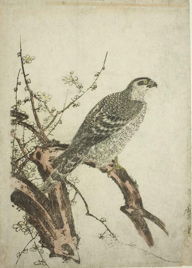 Hawk on a Plum Branch