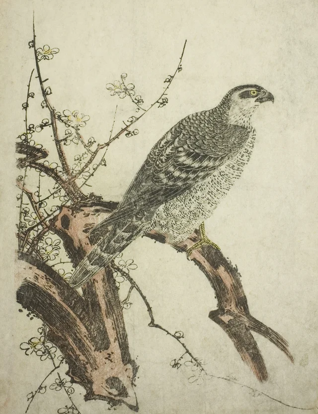 Hawk on a Plum Branch, Kitagawa Utamaro