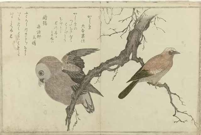 懸巣と梟（鳥の絵本より）