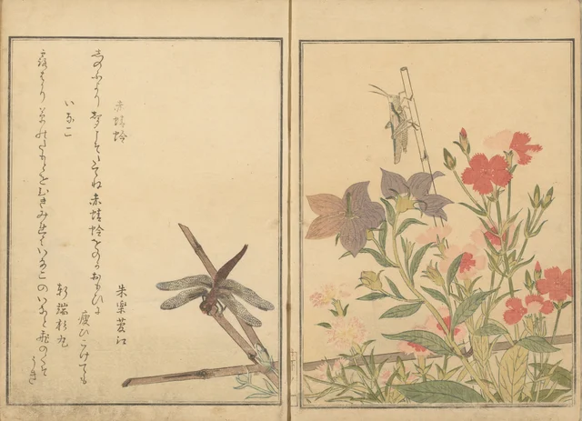 Libellule rouge et sauterelle près d'œillets, du livre illustré Le Livre des insectes