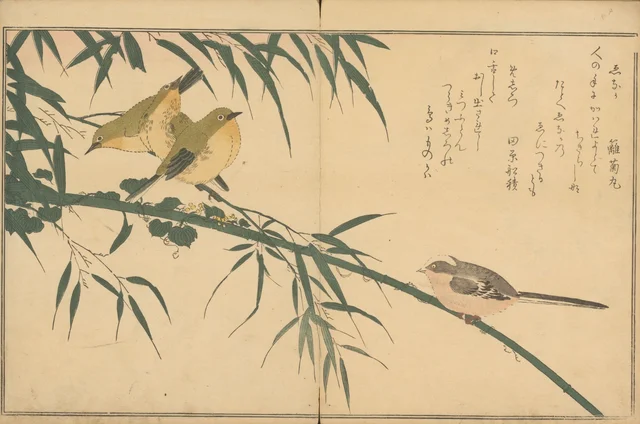 Long-tailed tit and white-eye