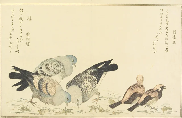 Pardal-montês e pombo-das-rochas