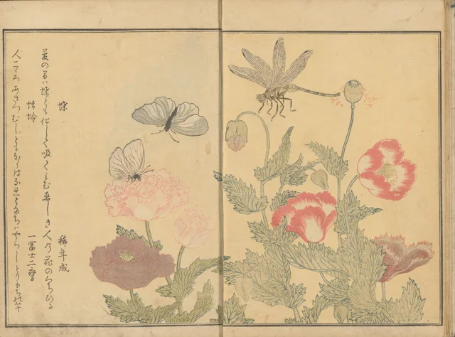 Papillons et libellule près de pavots, du livre illustré Le Livre des insectes
