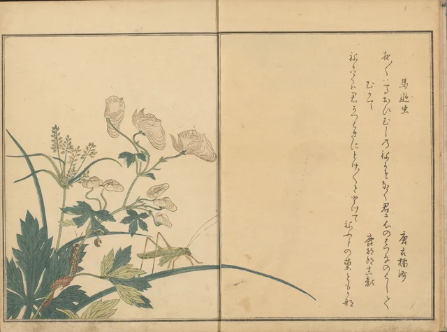 Sauterelle et mille-pattes sur un aconit, du livre illustré Le Livre des insectes