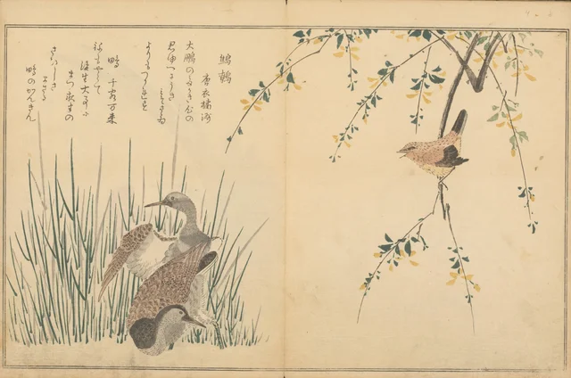 Wren and two snipes, from the illustrated book of birds